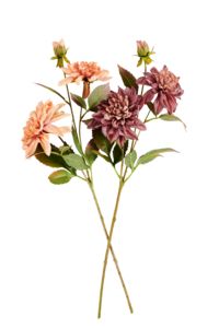 Oferta de DAHLIA Ramo com flores 2 cores rosa, bordéus por 7,95€ em CASA