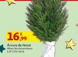 Oferta de ARVORE DE NATAL ABIES NORDMANNIANA por 16,99€ em Auchan