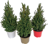 Oferta de Árvore de Natal Natural por 10,89€ em Auchan