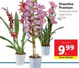 Oferta de Orquídeas por 9,99€ em Lidl