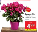 Oferta de Plantas com flores por 4,99€ em Lidl