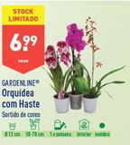 Oferta de Orquídeas por 6,99€ em Aldi